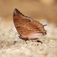 Charaxes